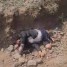 مليشيا الحوثي تقتل مواطن وتمثل بجثته في صنعاء